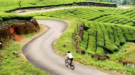 Cycling in Munnar