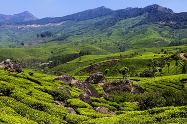 Munanr Tea Estate