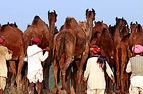 Rajasthan Cycle Tour with Pushkar Camel Fair Rajasthan Cycle Tour with Pushkar Camel Fair