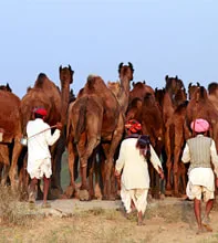 Rajasthan Cycling Tour with Pushkar Camel Fair Rajasthan Cycling Tour with Pushkar Camel Fair